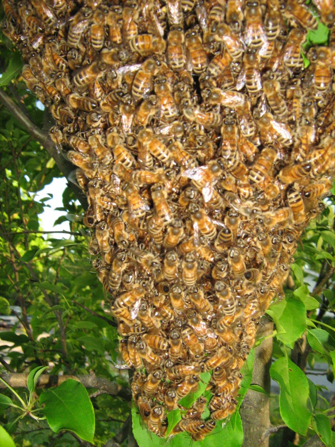 Bee Swarm Smithsonian Photo Contest Smithsonian Magazine