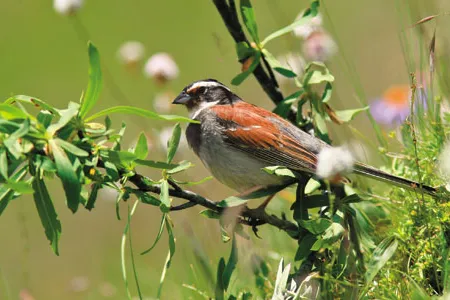 Resembling a protective amulet, the Tibetan bunting charms Tashi Zangpo and the other monks he has trained.