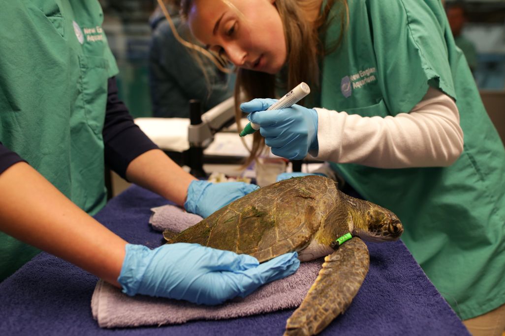Veterinarians care for a stunned sea turtle