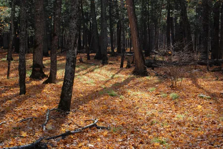 Sylvania Wilderness in fall