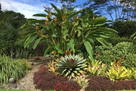Heliconias planted as ornamentals in a garden in Panama
