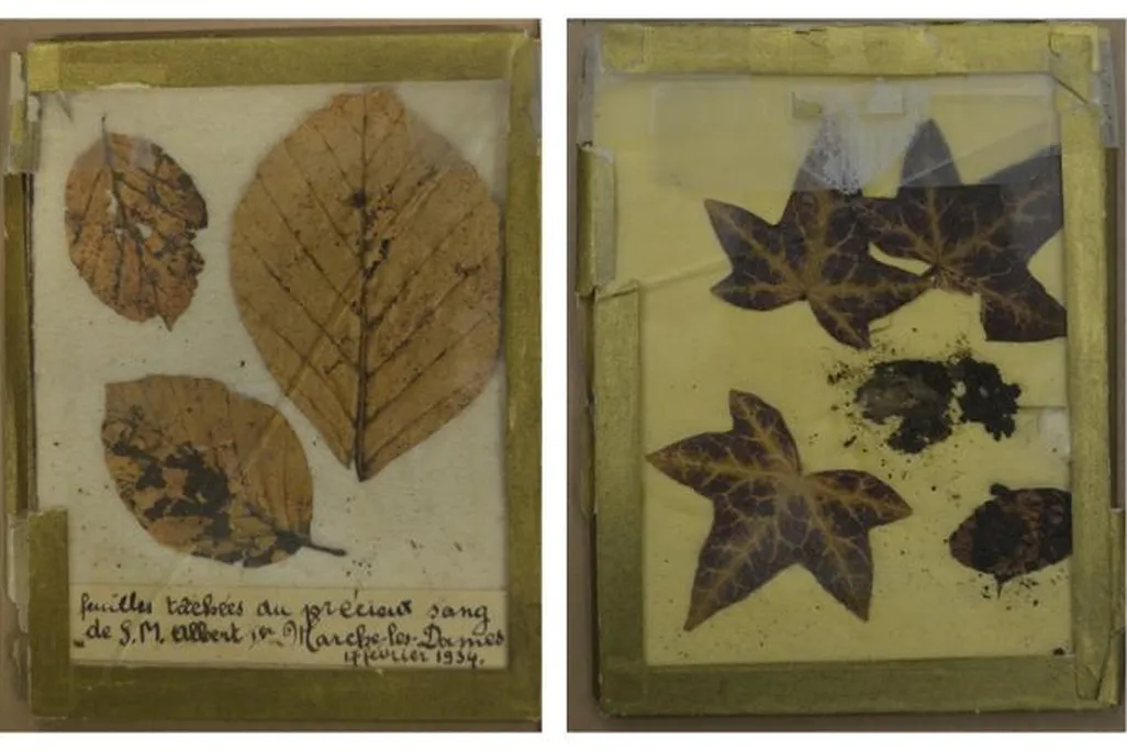 Leaves