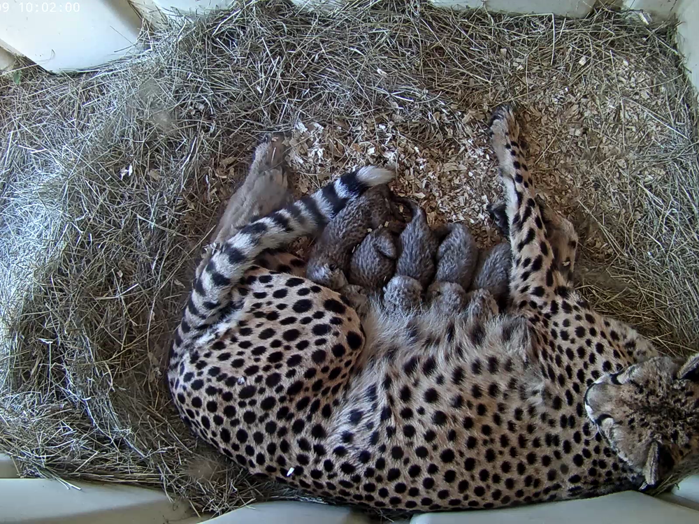 Carnivore keepers at the Smithsonian Conservation Biology Institute are delighted to announce the birth of five cheetah cubs on October 5, 2026.  <https://t.co/