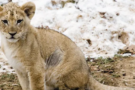 Visitors to the National Zoo might glimpse one or more of the seven lion cubs born there in August and September.