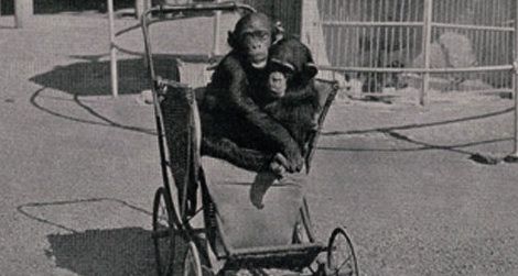 baby chimpanzees
