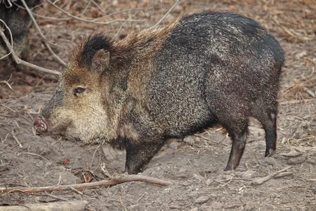 Javelina