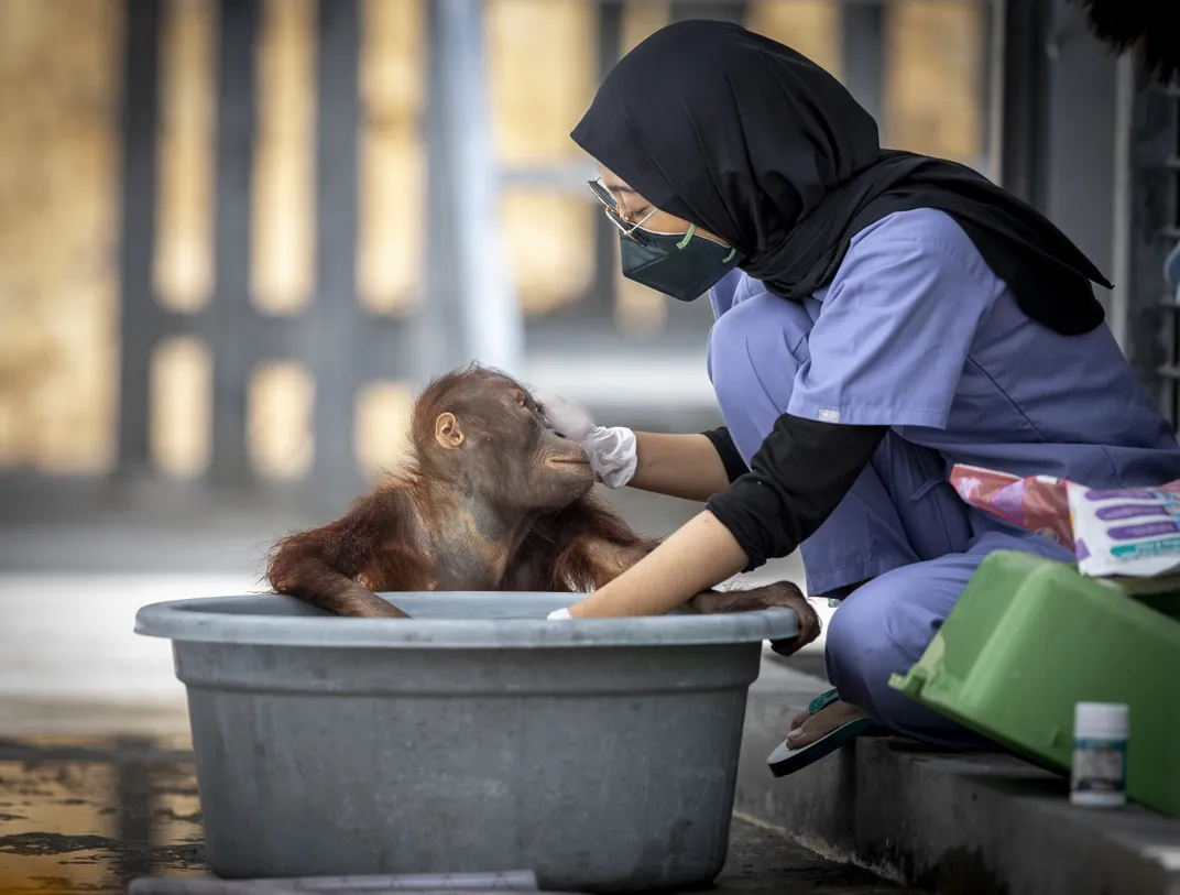 Basar, an orangutan suffering from a parasitic condition, receives care from veterinarian Maulidi Robingi Wukirani. Despite the team’s dedication, Basar died not long afterward.