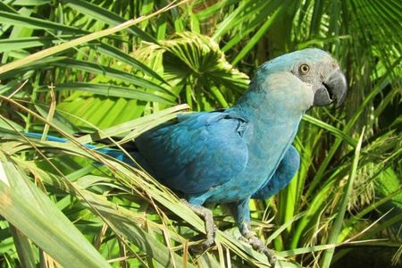 Spix's macaw.