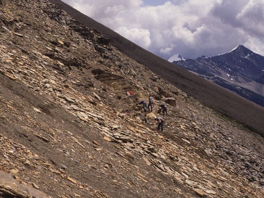 Burgess Shale