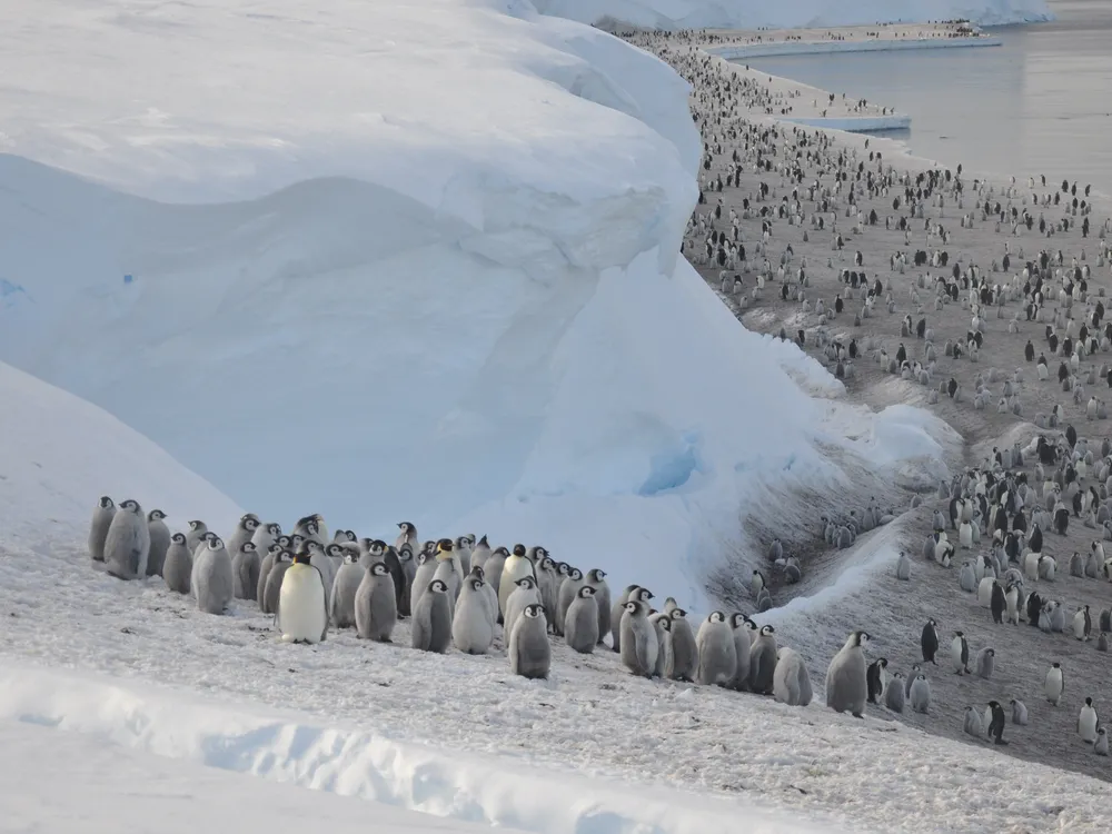 Colony of emperor penguins on ice