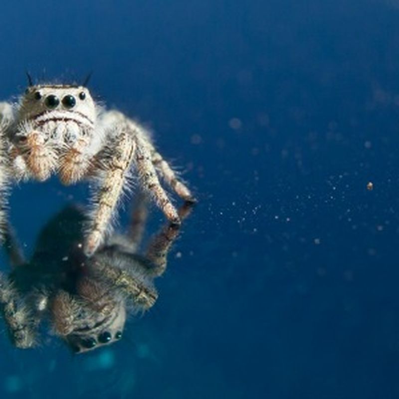 March 14 is Save a Spider Day, so be a savior instead of a squisher