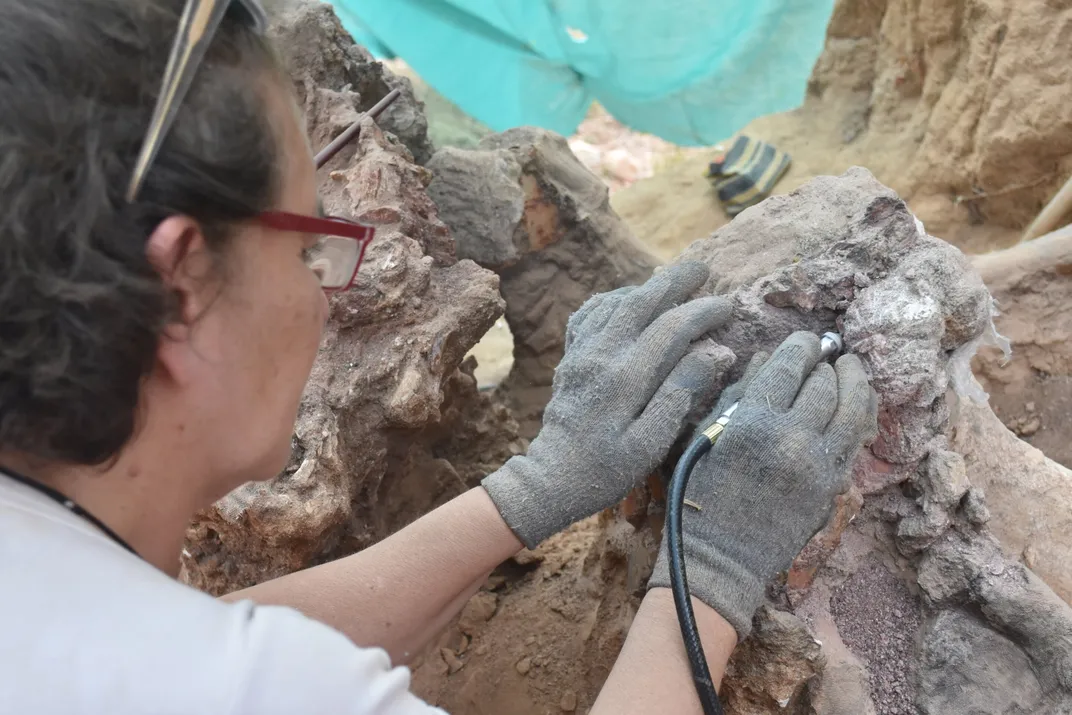 A scientist working on a fossil