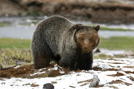 Grizzly bear near Obsidian Creek in Yellowstone National Park