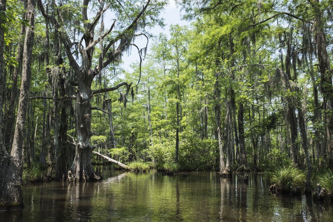 Scene of the Bayou