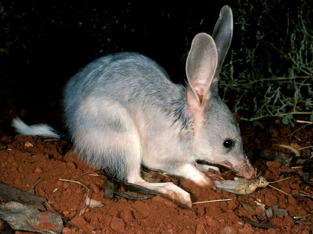 Australia's Cats Kill Two Animals Annually. Here's How the Government Is Responding to the Crisis | Science | Smithsonian Magazine