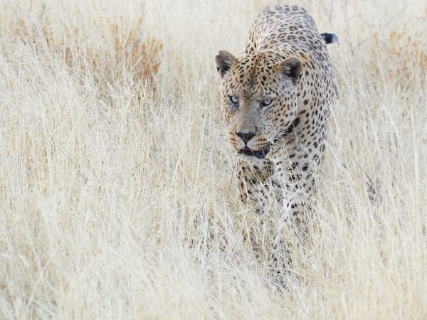Male Leopard on a Patrol thumbnail