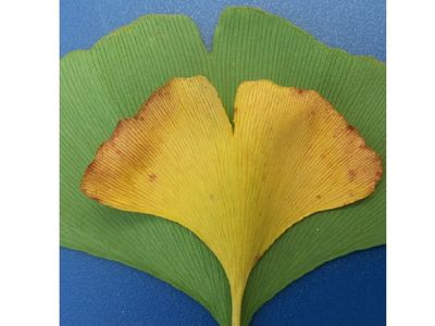 Ginkgo biloba leaves could be the key to reconstructing past changes in carbon dioxide and climate (Rich Barclay, Smithsonian). 