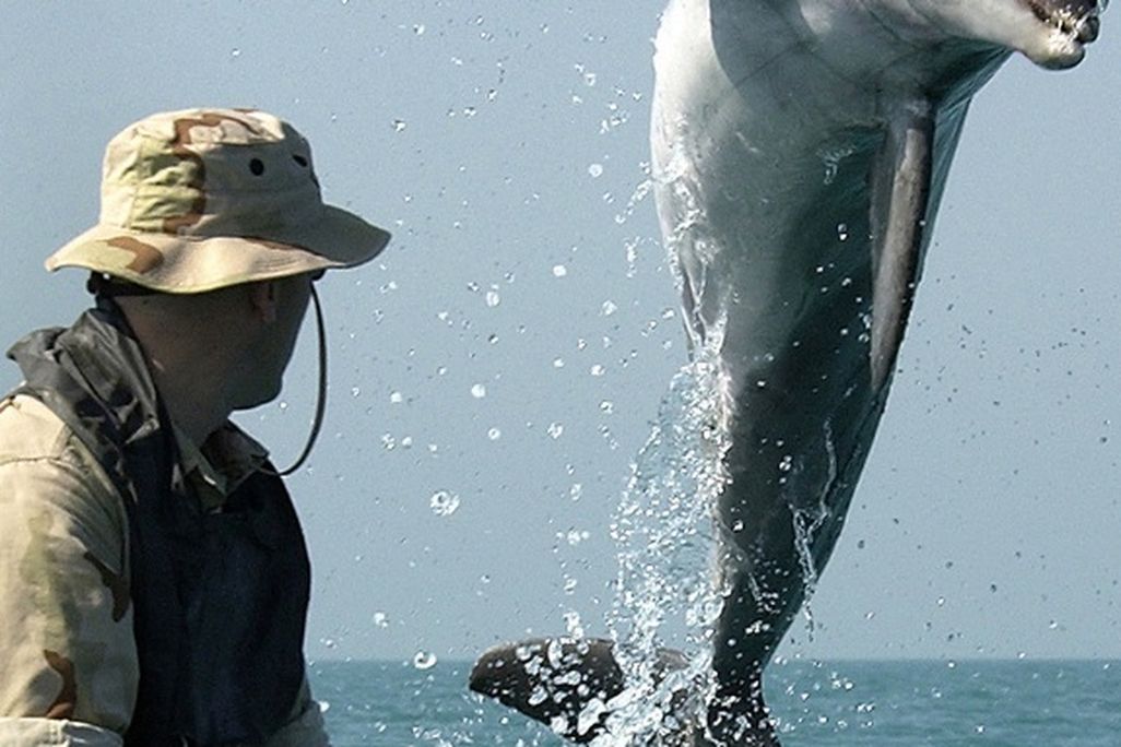 20130521095025dolphin.jpg