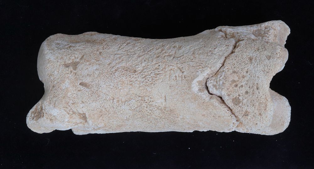 whistle made of cow bone copy.jpg