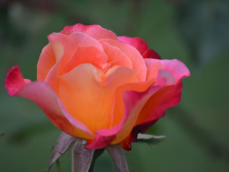 The Peace Rose Smithsonian Photo Contest Smithsonian Magazine