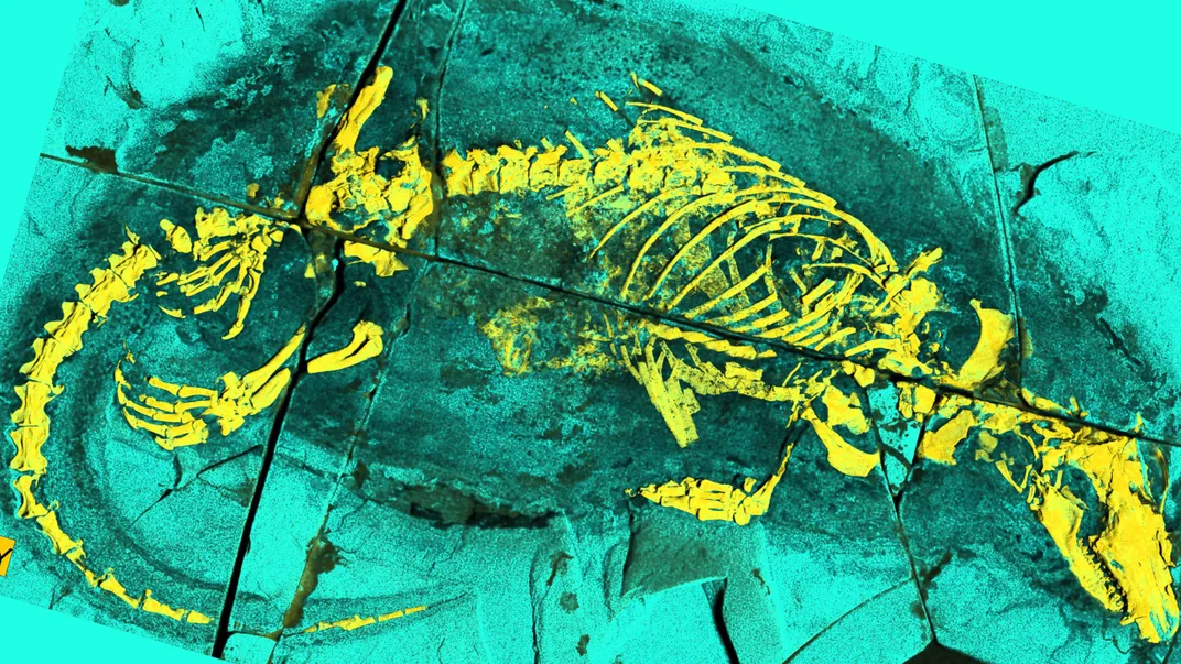 the fossil bones are bright yellow in contrast to the rest of the material