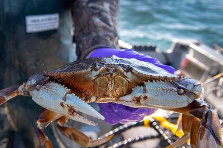 To better understand how hypoxia&mdash;dangerously low oxygen levels&mdash;affects crabs, researchers and fishers are working together to find a way to adjust to changing conditions in the northeast Pacific Ocean.