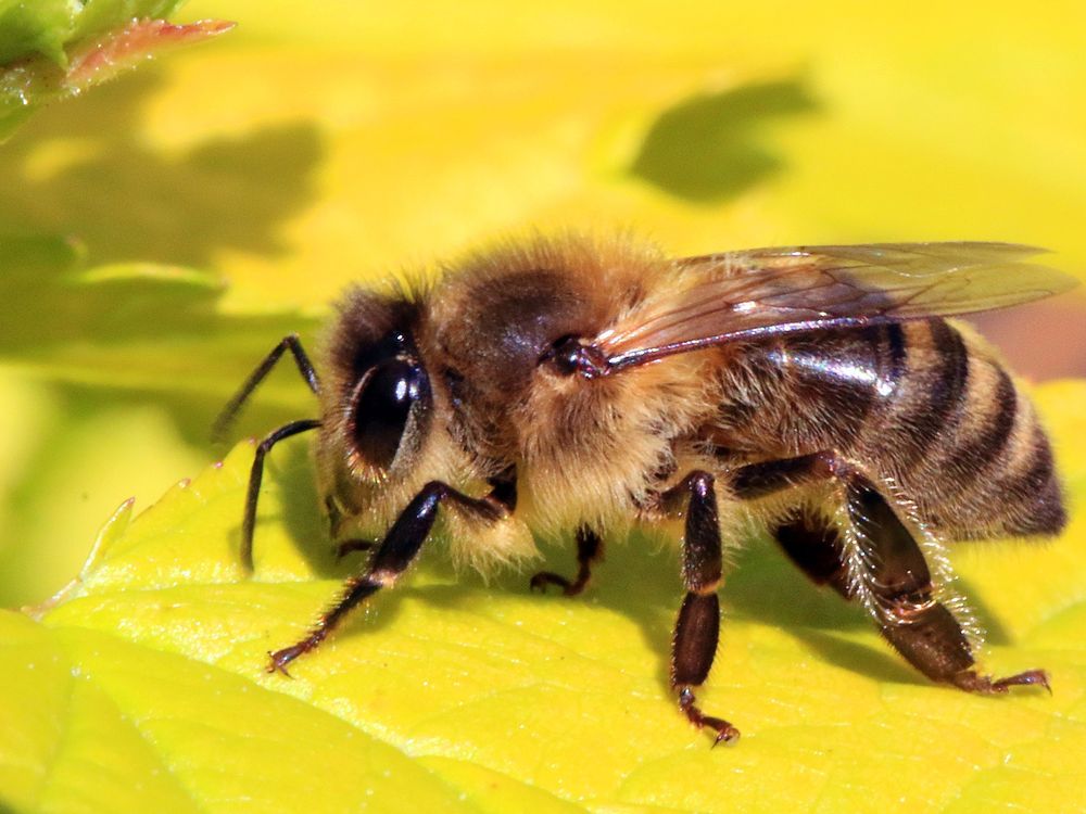 a honeybee on a yellow leaf in profile, looking left