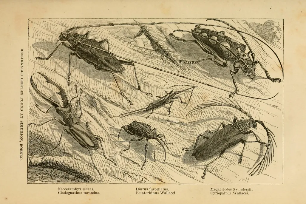 Some of the ‘remarkable beetles’ Wallace collected in Borneo.