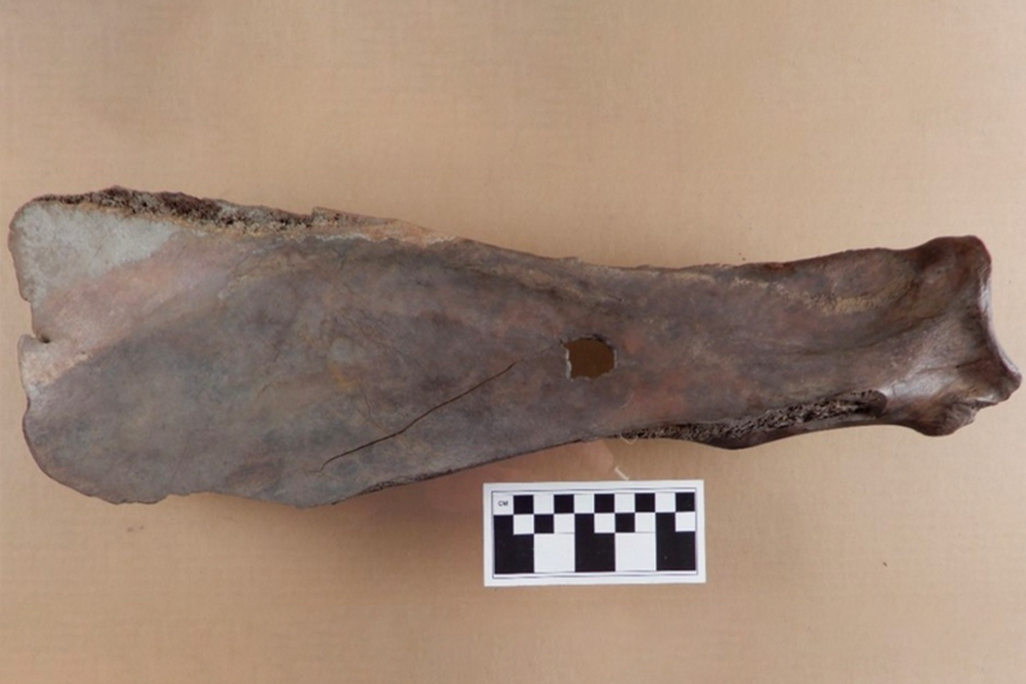 Bison scapula hoe