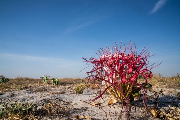 Summer Sand Lily thumbnail