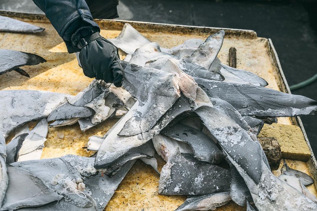Pile of frozen shark fins