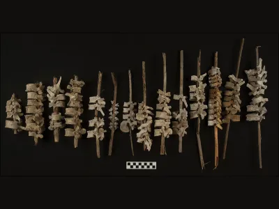 Roughly 500 years ago, vertebrae were arranged on sticks in Peruvian tombs.