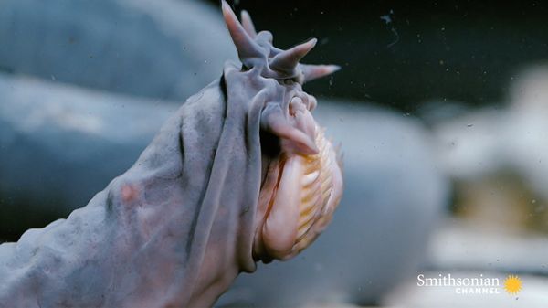 Preview thumbnail for The Hagfish Is the Slimy Sea Creature of Your Nightmares