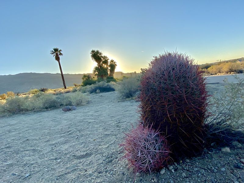 A cactus in Joshua Tree National Park Smithsonian Photo Contest