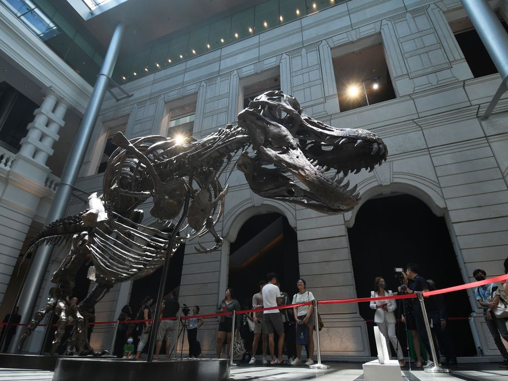 Visitors look at the skeleton of a Tyrannosaurus Rex named Shen at the Victoria Theatre and Concert Hall in Singapore