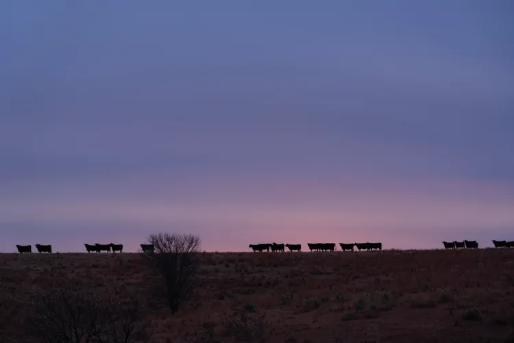 silhouettes of cows are seen at sunrise
