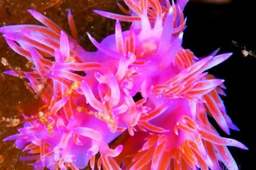 A marine sea slug