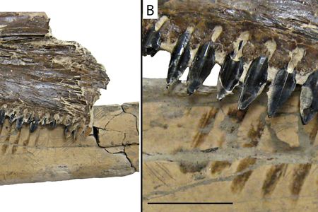 Bite marks on the pterosaur bone match up with the teeth of two prehistoric fish: a Saurodon (pictured here) and a Squalicorax.