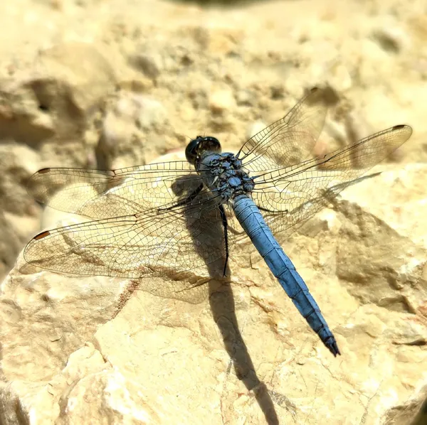 Blue dragonfly thumbnail