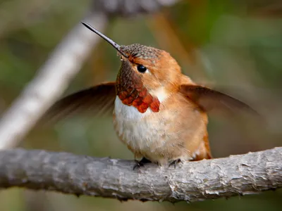 A rufous hummingbird. 