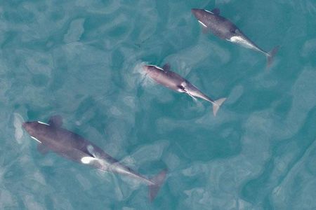 Scientists tracked the growth of young whales compared to images taken last year. 