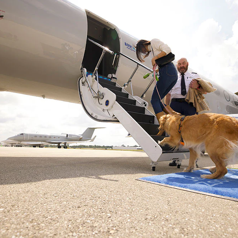 Us airways pet policy cheap