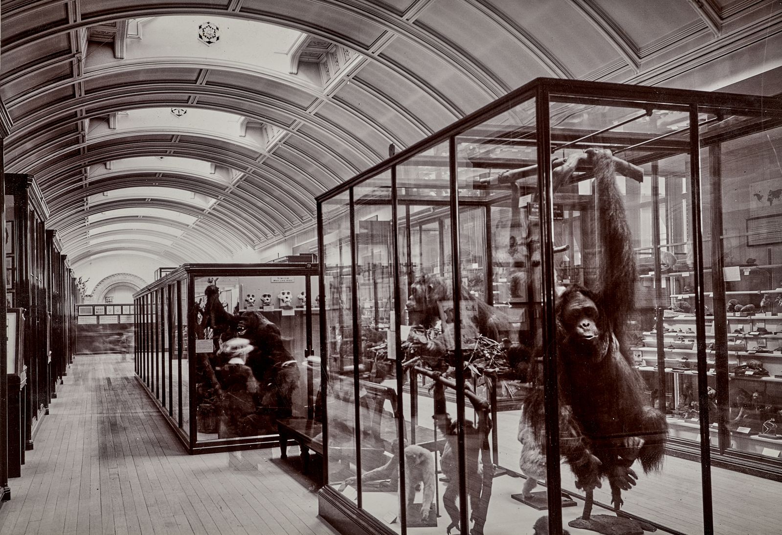 Closed to the Public Since WWII, a ‘Hidden’ Gallery at London’s Natural History Museum Opens Its Doors Once Again