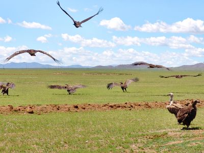 Wild vultures in Mongolia are key components of sky burials.