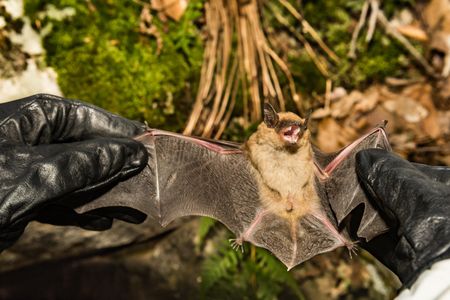 A wildlife biologist checks a big brown bat for signs of white nose syndrome, which can cause tears or even dime-sized holes in their delicate wings.