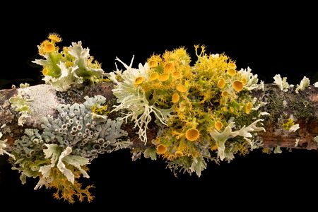 Yellow and white lichens are pictured against a back background on a tree branch.