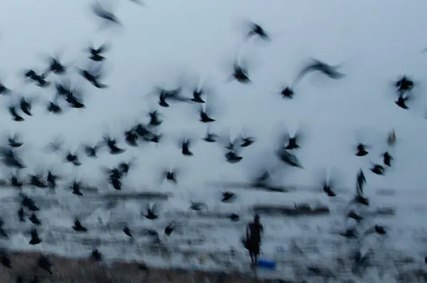 Screaming Dreams thumbnail