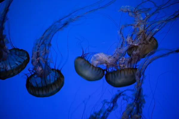 Jellyfish in blue light thumbnail