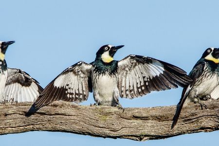 Three black and white acorn woodpeckers perched on a branch with wings spread.