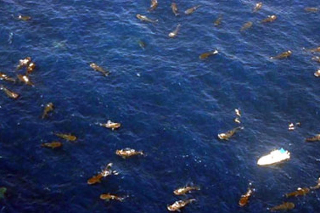 This aerial photograph shows 68 whale sharks feeding (and four snorkelers swimming) at the Afuera in August 2009.